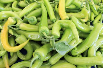 Green pepper bitter sharp big harvest on a table
