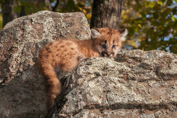 Female Cougar Kitten (Puma concolor) Lies on Rocks