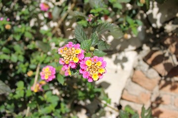 lantana camara flower garden pink yellow