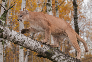 Adult Male Cougar (Puma concolor) Climbs up Birch Branch