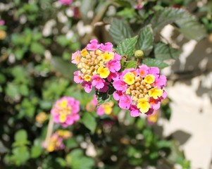 lantana camara flower garden pink yellow