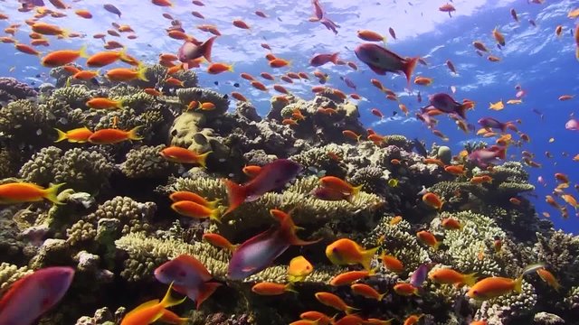 Anthias Fische schwimmen in leichter Str&ouml;mung im Roten Meer
