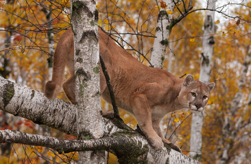 Adult Male Cougar (Puma concolor) Looks Down from Birches