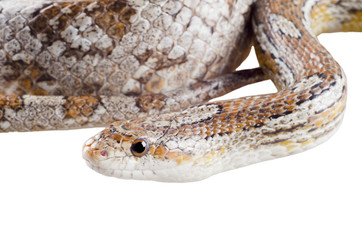 Closeup of a coiled corn snake (isolated on white)