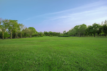 green grass field in big city park