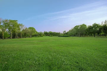 Foto auf Acrylglas Gras grüne Wiese im großen Stadtpark