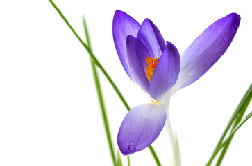 delicate crocus blossom with blue petals and orange stamens isol