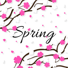 Spring poster with blooming white and pink cherry. Black text and white background