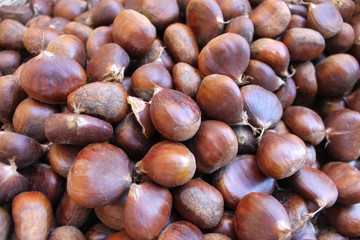 Chestnuts edible raw big harvest on a table