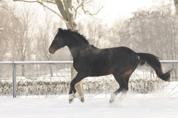 Fototapeta na wymiar Chestnut horse galloping on snow in steam