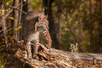 Naklejka premium Bobcat (Lynx rufus) Turned Right