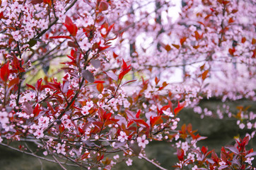 Fototapeta premium First cherry-tree flowers as a bright pink floral background (shallow DOF)