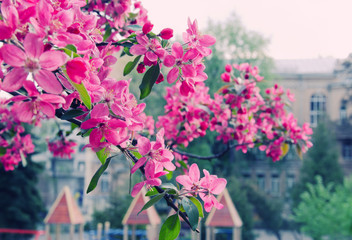 Fototapeta na wymiar Spring in the city (bright pink sakura flowers against the background of buildings, shallow DOF), retro style