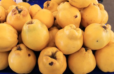 Quince fruit big harvest