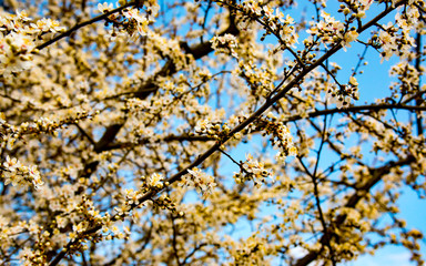 tree blossom and deep blue sky