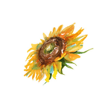 sunflower. isolated. watercolor