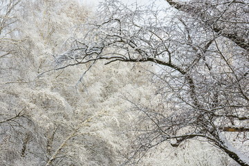Winter forest landscape. Trees under a thick layer of snow. Russia, Moscow, Sokolniki park