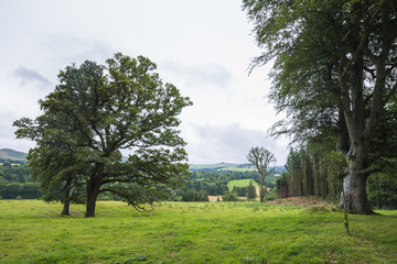 Landscape in Wicklow park, Ireland. Green field, trees and mountains in the background