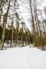 Winter landscape at the rural road in the forest.