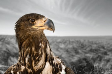 Hawk.