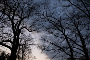 Eerie Trees with spooky and ominous atmosphere