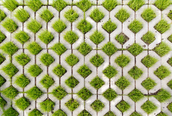 Paving-stone in a lattice shape and green grass