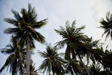 Plakat palm trees with coconuts