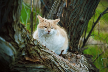 Naklejka na ściany i meble Wild red cat sits on a tree in the forest