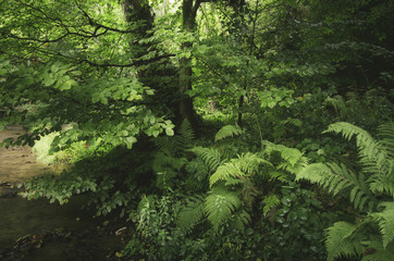 ferns on forest ground