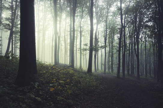 sunlight in misty forest