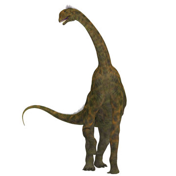 Atlasaurus on White - Atlasaurus was a large herbivorous dinosaur that lived in the Jurassic Period of Morocco, North Africa.