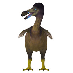 Dodo Bird on White - The Dodo is an extinct flightless bird that lived on Mauritius Island in the Indian Ocean. © Catmando