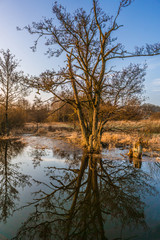 Fototapeta na wymiar Baum / Landschaft spiegelt sich im Wasser