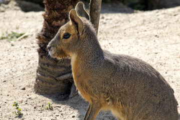 animal 2384 / Perfil de una liebre de Patagonia