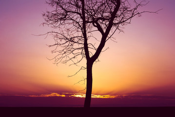 Silhouette of a tree against the sunset purple sky and clouds