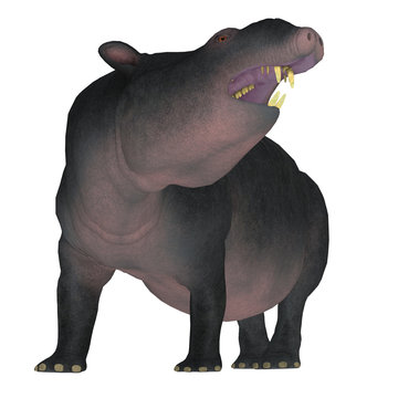 Moeritherium on White - Moeritherium is an extinct mammal related to the elephant and the sea cow. This herbivore lived in Egypt during the Eocene Period.