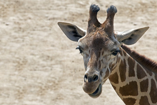 animal 2438 / Retrato de jirafa mirando a camara