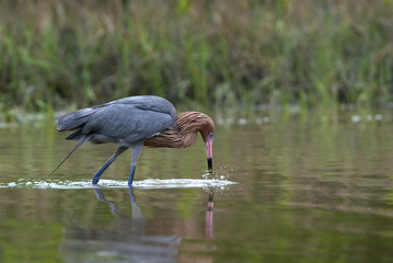 Reddish Egret (Dichromanassa rufescens)