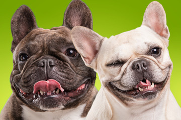 Fototapeta premium French bulldogs isolated over green background