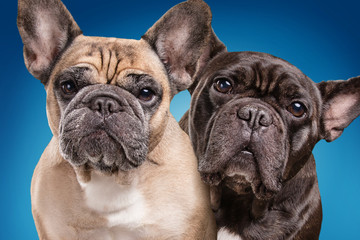 French bulldogs isolated over blue background