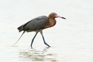 Reddish Egret (Dichromanassa rufescens)
