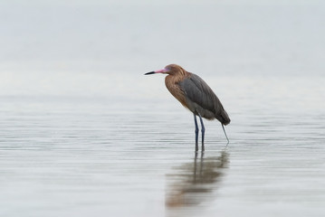 Reddish Egret (Dichromanassa rufescens)