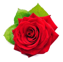 Single red rose with leaves