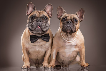 French bulldogs isolated over brown background