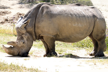 Naklejka premium animal 2461 / Rinoceronte adulto de cuerpo entero