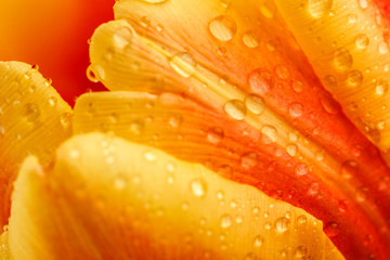 view close-up of buds on red tulips