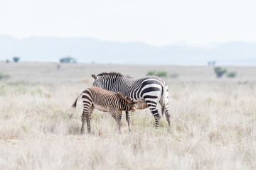 Obraz na płótnie Canvas Mountain zebra foal suckling