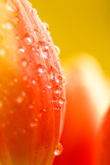 Obrazy na Plexi  zobacz zbliżenie pąków na czerwonych tulipanach