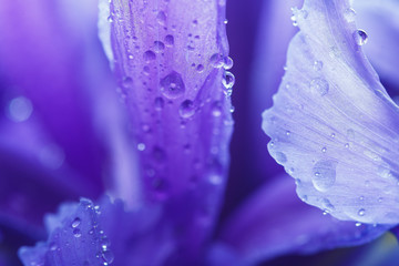 Purple Iris petals with water droplets