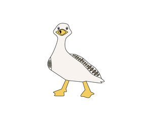 white duck